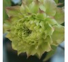 Клематис Мидори (Midori)